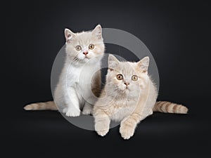 Duo British Shorthair kittens on black