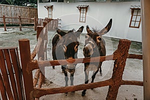 Duo donkey in stable