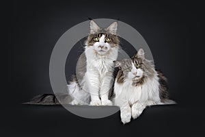 Duo look alike cats on black background