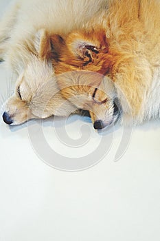 Duo Pomeranian dog is Sleeping