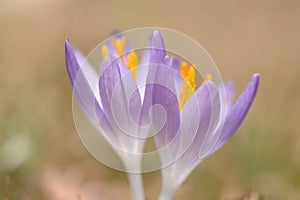 Duo of purple crocuses opening skyward