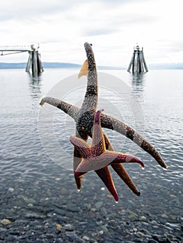 Duo starfishes catched in Homer