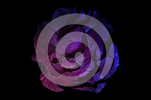 Duo tone and neon light rose flower on a black background. Close Up. UV, fluorescent