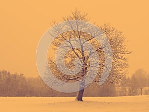 Duo Toned Tree