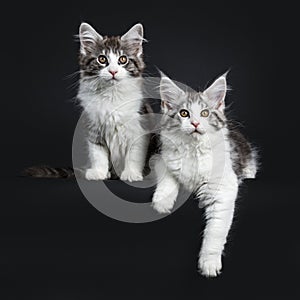 Duo of two black and brown tabby with white Maine Coon kittens