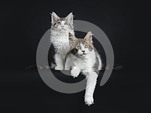 Duo of two black and brown tabby with white Maine Coon kittens