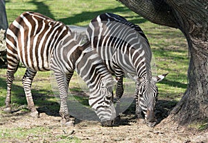 Duo of Zebras Eating Grass Near a Protected Tree Under the Sun