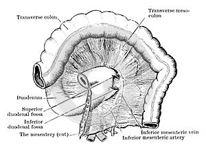 Duodenal Fossae and Folds, vintage illustration photo