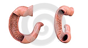Duodenum, human anatomy set,white background, the first part of the small intestine immediately beyond the stomach, leading to the
