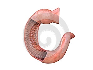 Duodenum, human anatomy, white background, part of your small intestine,front view, 3d