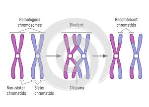 Duplicated Homologous Chromosomes Pair and Crossing-over