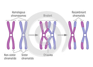 Duplicated Homologous Chromosomes Pair and Crossing-over photo