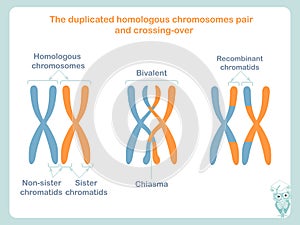 Duplicated homologous chromosomes pair and crossing-over sheme in blue and orange colour