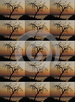 DUPLICATION OF TREE AGAINST SUNSET IN AFRICA