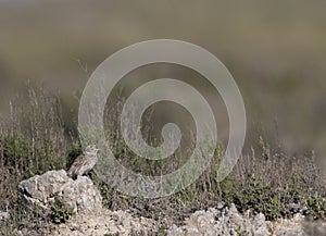 Duponts Leeuwerik, Dupont's Lark, Chersophilus duponti duponti photo