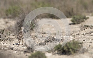 Duponts Leeuwerik, Dupont's Lark, Chersophilus duponti duponti photo