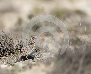 Duponts Leeuwerik, Dupont's Lark, Chersophilus duponti duponti photo
