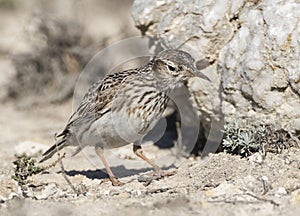 Duponts Leeuwerik, Dupont's Lark, Chersophilus duponti duponti photo
