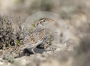 Duponts Leeuwerik, Dupont's Lark, Chersophilus duponti duponti photo