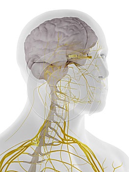 The dura mater of the brain