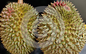 Durain Fruit Display