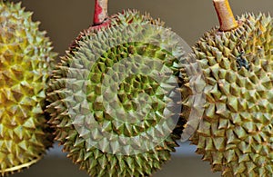 Durain Fruit Display