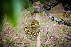 Durain tree, durain hanging on the tree