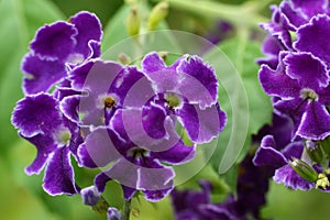 Duranta 'Dark Purple'