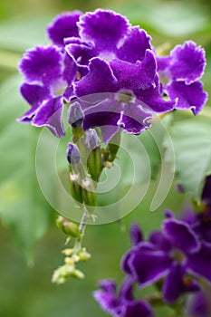 Duranta 'Dark Purple'