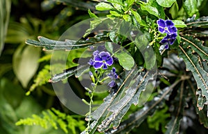 Duranta erecta also known as golden dewdrop, pigeon berry