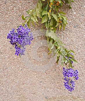 Duranta erecta blossom