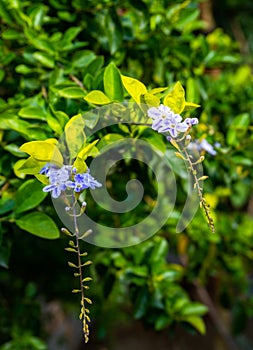 Duranta erecta or Duranta repens purple flowers and shrub in an Indian garden, Uttarakhand