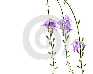 Duranta Erecta Flower.