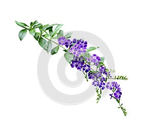 Duranta Erecta Flower