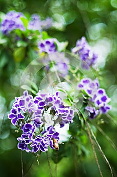 Duranta erecta flower in nature background, vertical photo