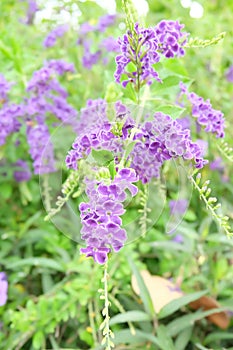 Duranta erecta flowers in thailand