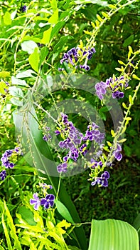 Duranta erecta at the garden photo