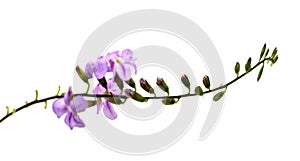 Duranta erecta or Golden Dewdrop flowers.