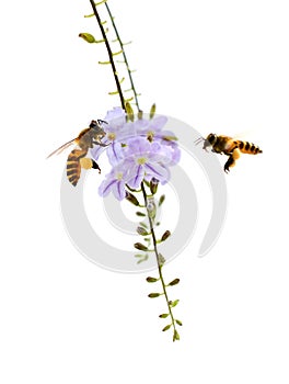 Duranta erecta or Golden Dewdrop flowers.