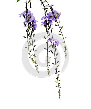 Duranta erecta or Golden Dewdrop flowers. Closeup, bloom.