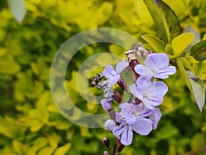 Duranta erecta plant with violet flowers photo