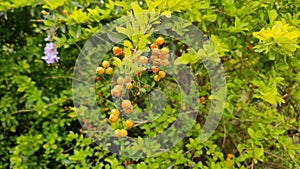 Duranta erecta plant with yellow fruits in spring