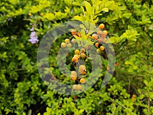 Duranta erecta plant with yellow fruits in spring