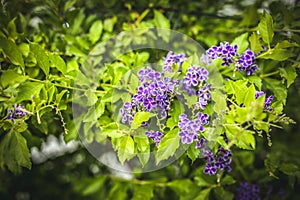 Duranta erecta purple flowering shrub