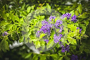 Duranta erecta purple flowering shrub photo