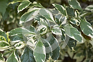 Duranta erecta with variegated leaves