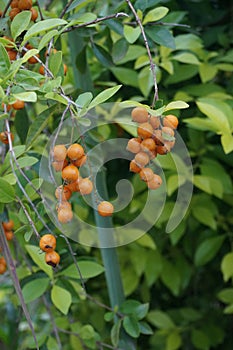 Duranta fruits or orange berries