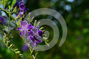 Duranta, Golden Dewdrop, Crepping Sky Flower, Pigeon Berry or Duranta erecta