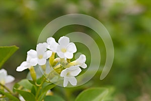 Duranta or Golden dewdrop flower