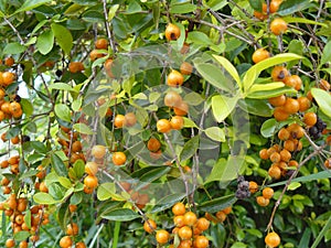 Duranta repens erecta orange berry. Herb plant in garden.